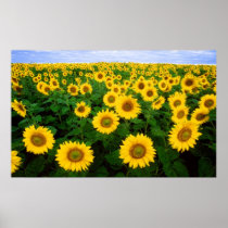 Sunflowers Forever Print