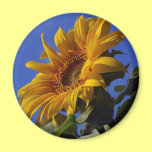 Sunflowers magnets