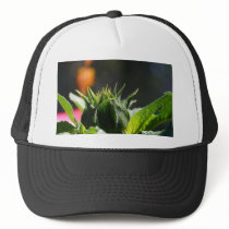 Sunflowers Green Plants hats