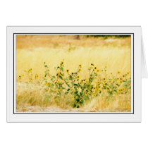 Sunflowers cards