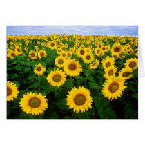 Sunflowers Greetings Card cards