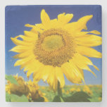 Sunflowers (Helianthus Annuus), Near Senekal Stone Beverage Coaster