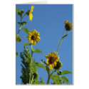 Sunflowers II cards