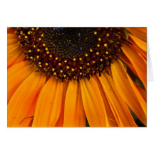 Sunflowers II Card
