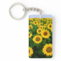 Sunflowers in Fargo, North Dakota