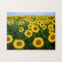 Sunflowers in Fargo, North Dakota