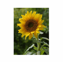 Sunflowers In Field photo sculptures