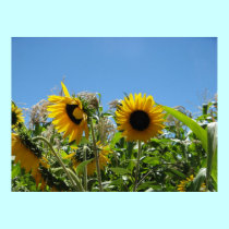 Sunflowers in Sonoma posters