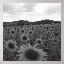Sunflowers in Tuscany Poster