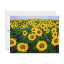Sunflowers invitations