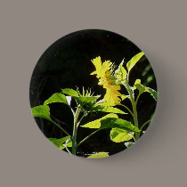 Sunflowers kiss buttons