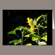 sunflowers kiss cards