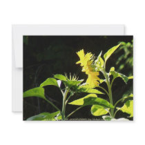 sunflowers kiss invitations