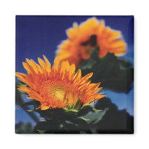 Sunflowers magnets