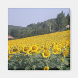 Sunflowers, magnet