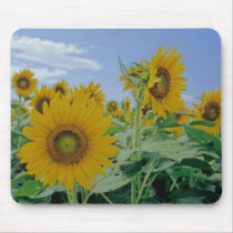 Sunflowers Mouse Pad mousepads