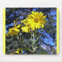 Sunflowers n Pine mousepads