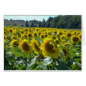 Sunflowers on Parade cards