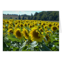 Sunflowers on Parade cards by alan_pease Sunflowers on Parade cards
