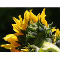 Sunflowers Petals photo sculptures