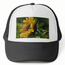 Sunflowers Petals Pollen Yellow hats
