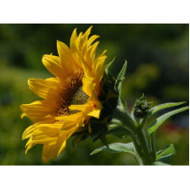 Sunflowers Petals Pollen Yellow photo sculptures