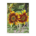 SunFlowers Post Card postcards