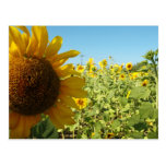 Sunflowers Post Cards