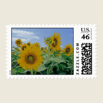 Sunflowers Postage Stamps