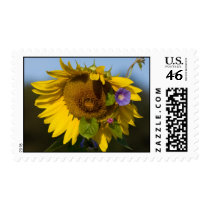 Sunflowers Postage Stamps