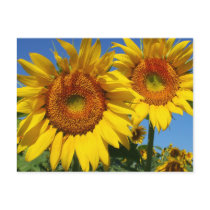 Sunflowers, postcard