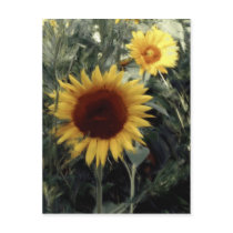 Sunflowers Postcard postcards