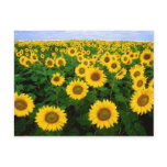Sunflowers Postcards