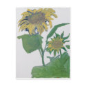 "Sunflowers" postcards