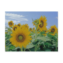 Sunflowers Postcard