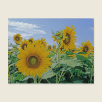 Sunflowers Postcard