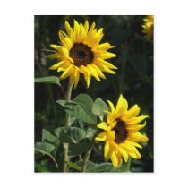Sunflowers Postcard postcards