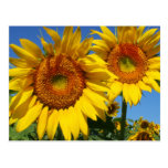 Sunflowers, postcard