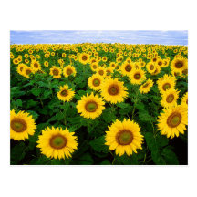 Sunflowers Postcards