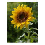 Sunflowers Postcards