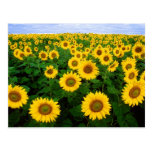 Sunflowers Postcards