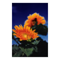 Sunflowers posters by Jack_of_Arts Sunflowers posters