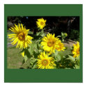 Sunflowers posters