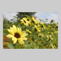 Sunflowers posters by kabloo20 Sunflowers posters