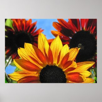 Sunflowers print