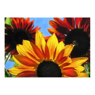 Sunflowers print