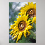 Sunflowers Poster