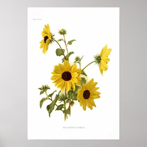 Sunflowers Poster Zazzle