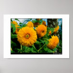 Sunflowers Posters