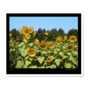 Sunflowers posters by jsweevil Sunflowers posters